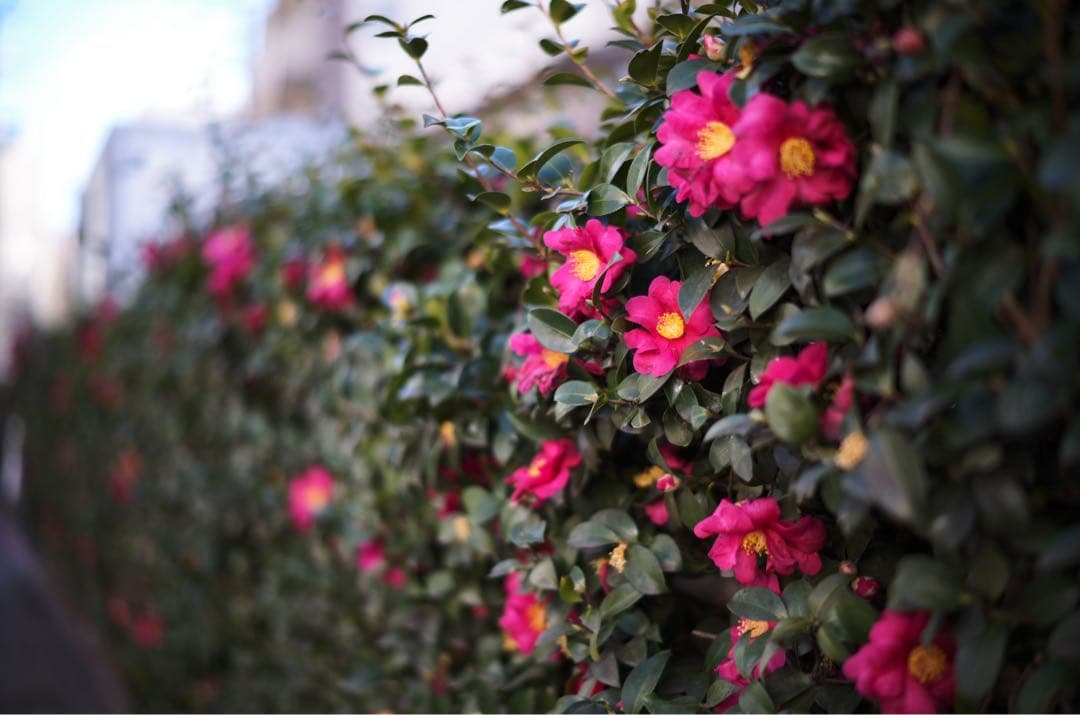 フォクトレンダー NOKTON 50mm F1.5 MC LH-6