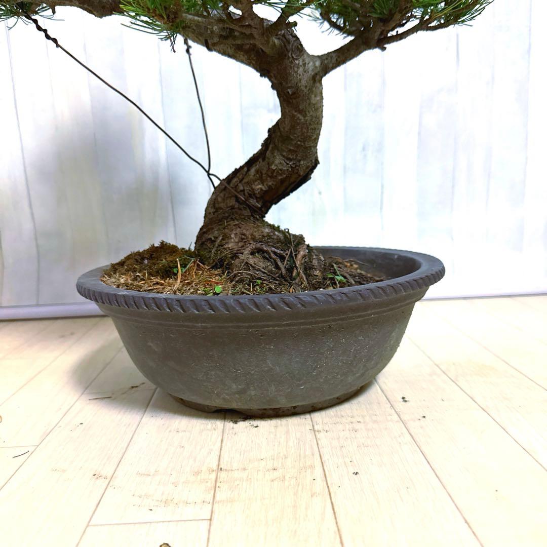 八房五葉松『盆栽』s
