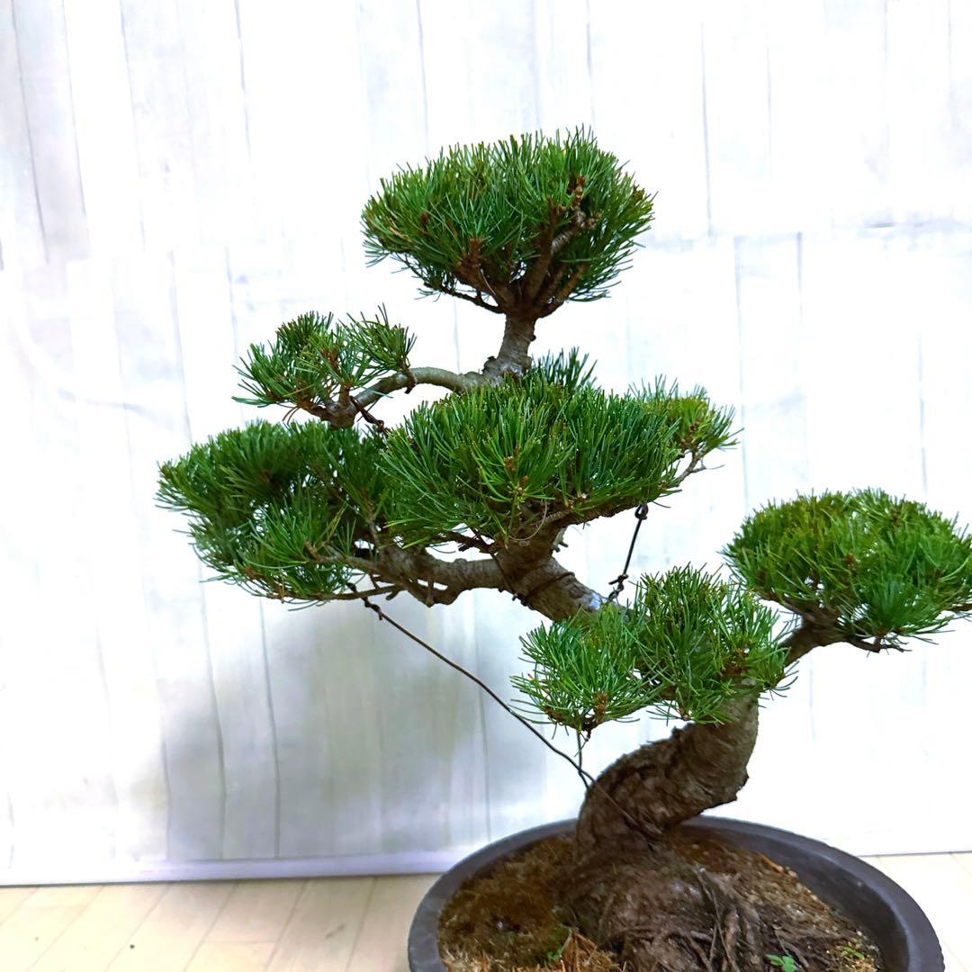 八房五葉松『盆栽』s