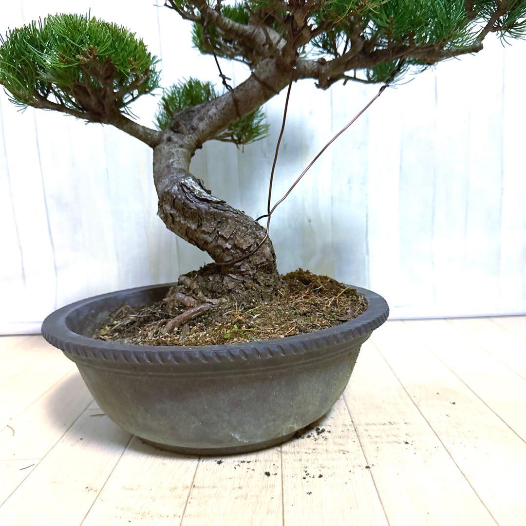 八房五葉松『盆栽』s