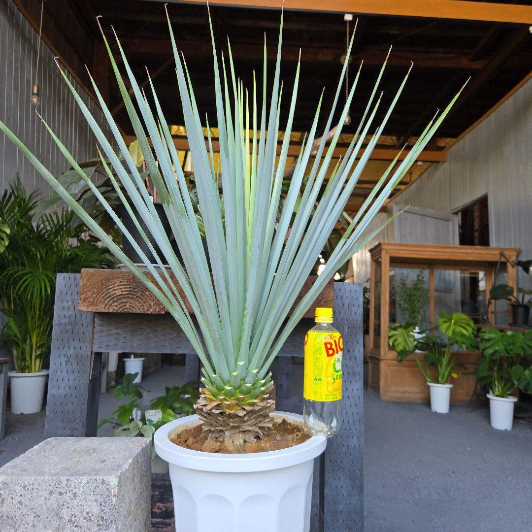 ①　ユッカ　リギダ　10号　特大苗木最高等級極上品‼️