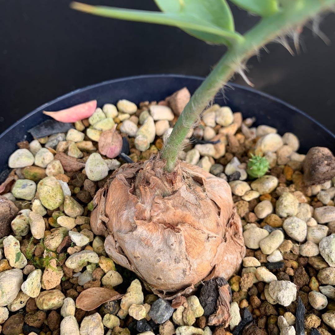 【南ア産・発根済】エンセファラルトス・ホリダス 約5cm｜No4-5