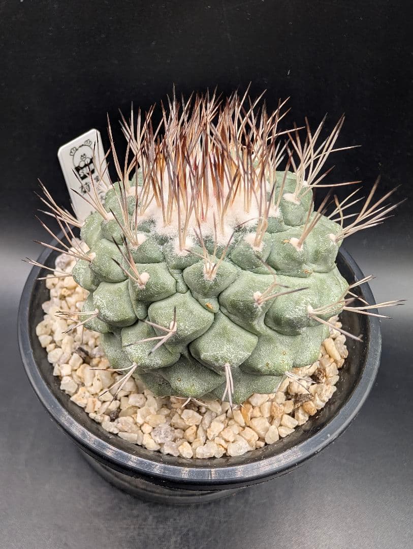 菊水 大型タイプ 実生 鉢植えメルカリ便送料込み