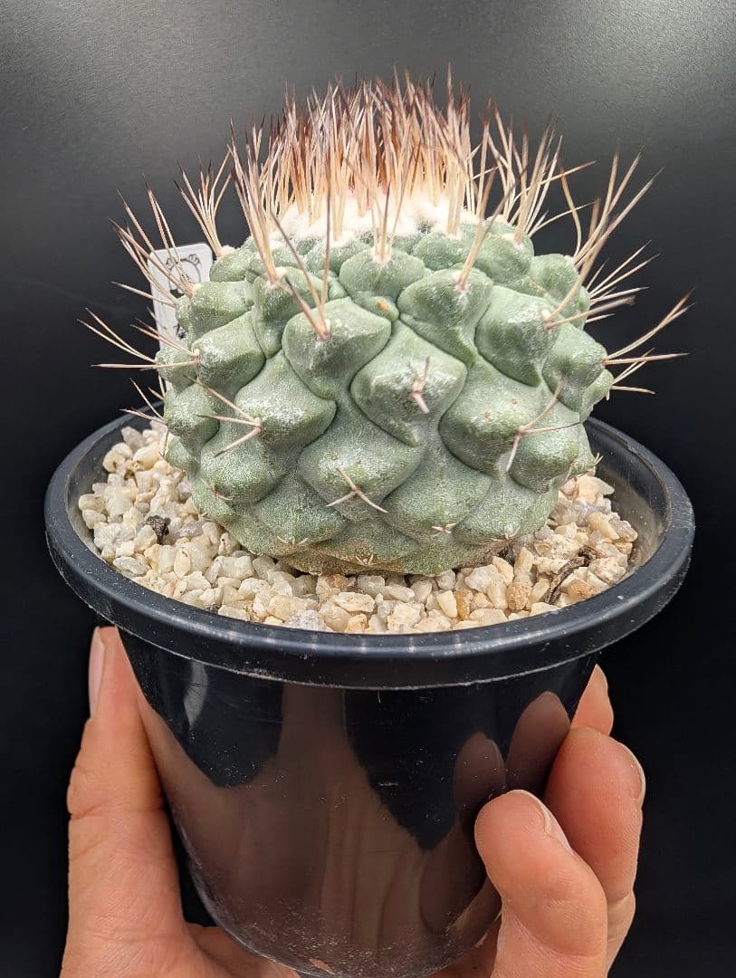 菊水 大型タイプ 実生 鉢植えメルカリ便送料込み