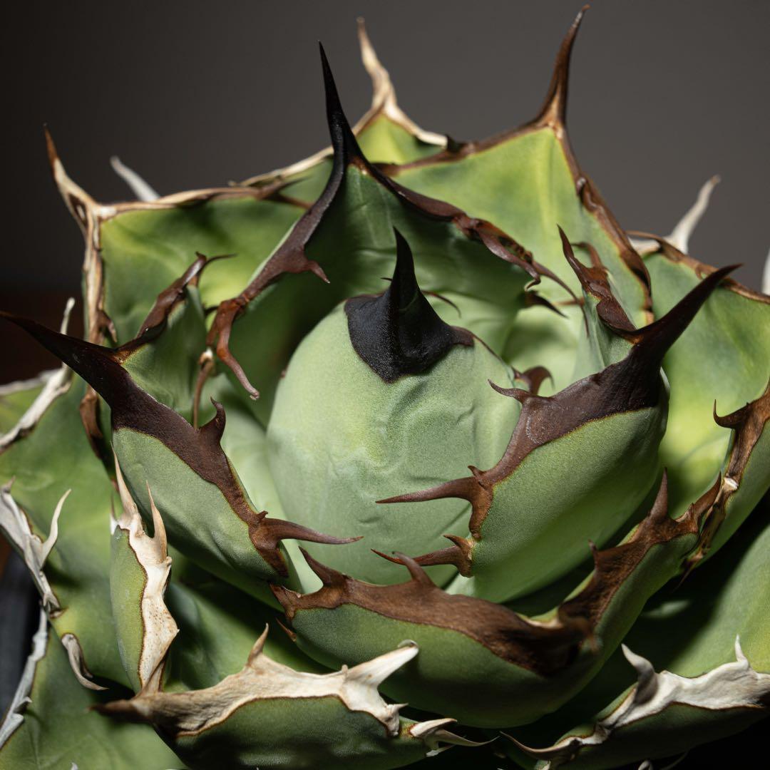 Agave titanota ‘Iran Rose’