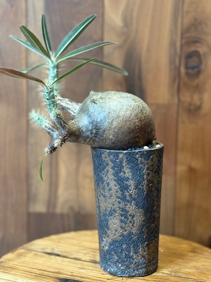 グラキリス【コレクション株】【発根済】【作家鉢】