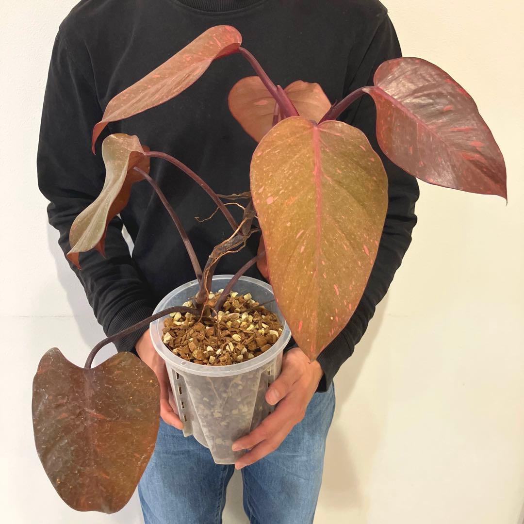 超希少❗️猫チップ植え替え済❗️フィロデンドロン　オレンジプリンセス✨