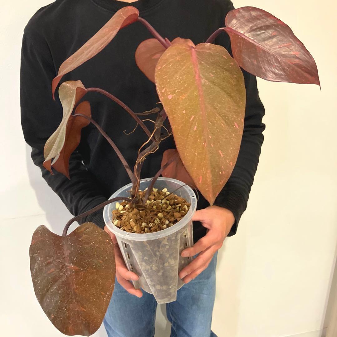 超希少❗️猫チップ植え替え済❗️フィロデンドロン　オレンジプリンセス✨