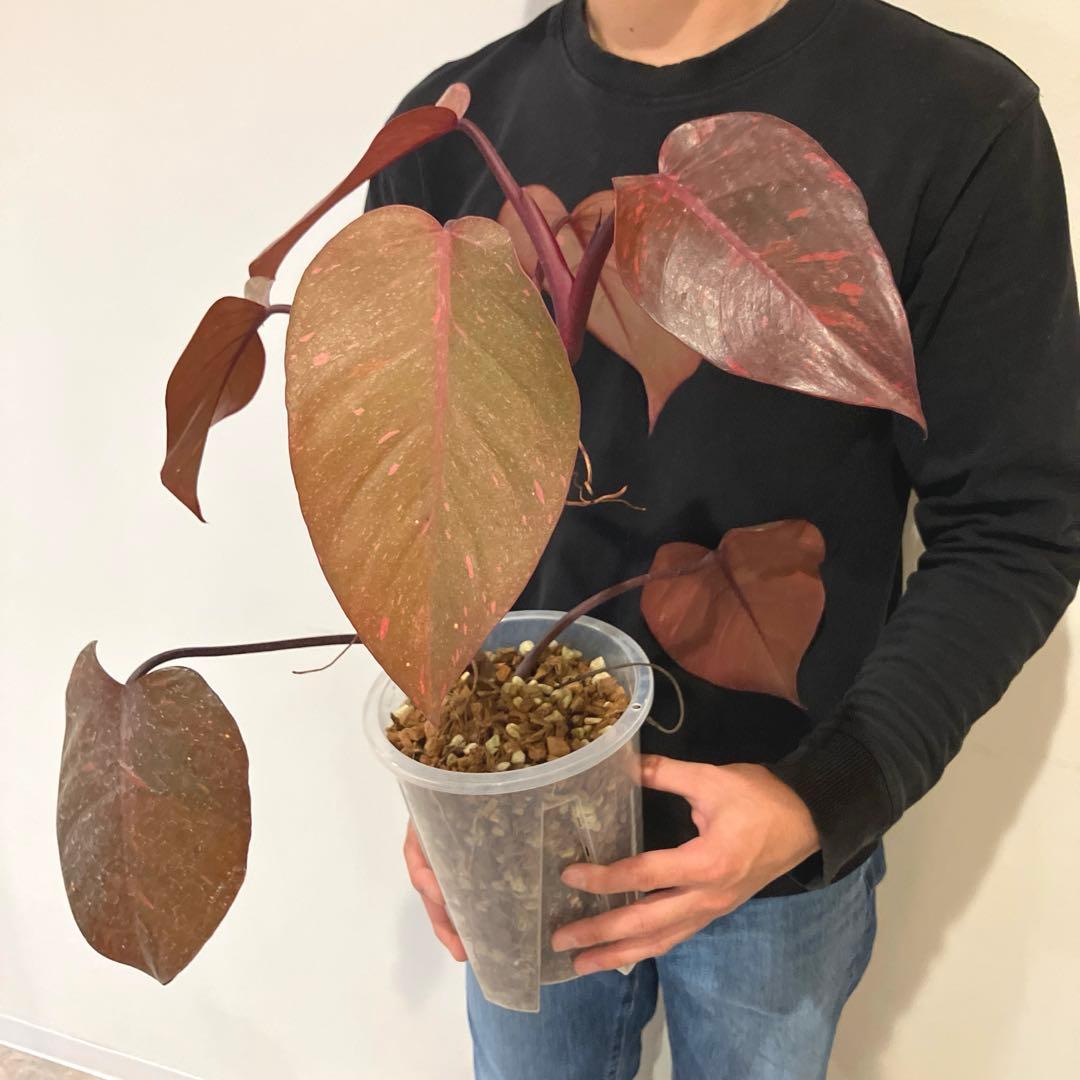 超希少❗️猫チップ植え替え済❗️フィロデンドロン　オレンジプリンセス✨