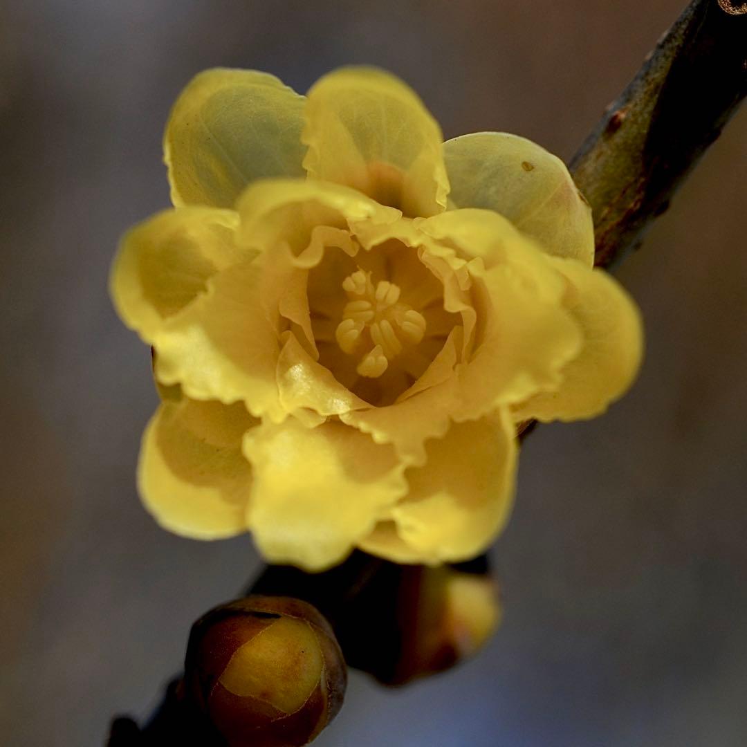 Nikon Ai-S Micro nikkor 55mm f/2.8 レンズ