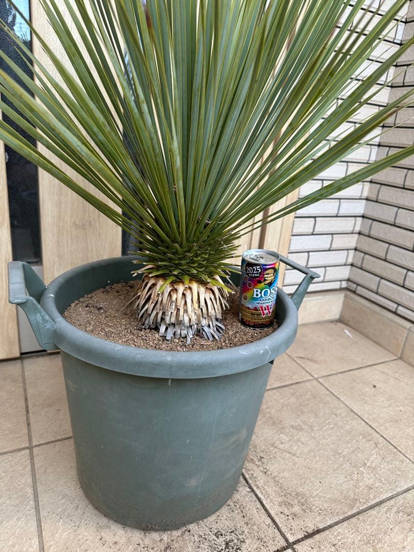 美形　ユッカロストラータ　ドライガーデン　シンボルツリー　ガーデニング　シルバー