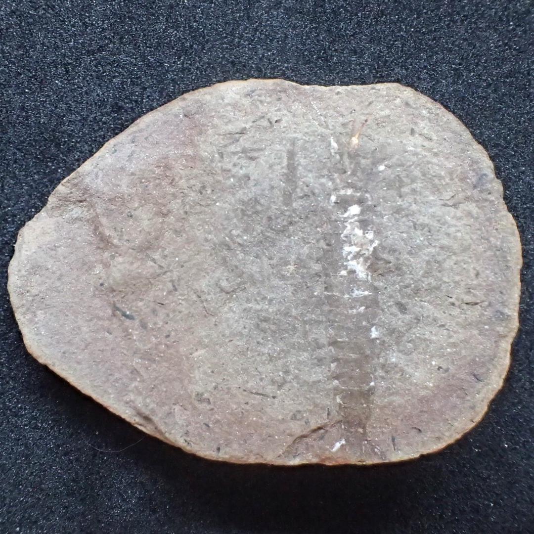 メゾンクリークの化石　１級品　アカンソテルソン　本物保証