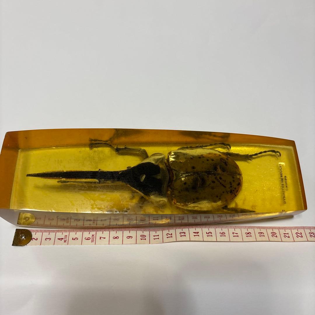 ヘラクレスオオカブト　標本　琥珀樹脂