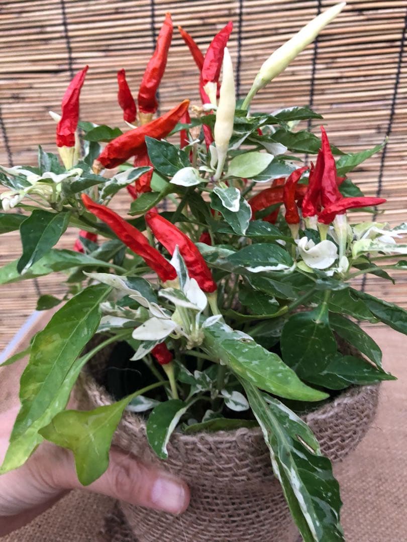 観葉植物 斑入り トウガラシ♡寄植えにも！！