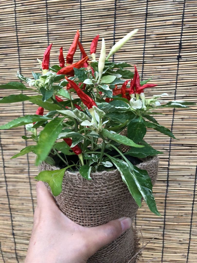 観葉植物 斑入り トウガラシ♡寄植えにも！！
