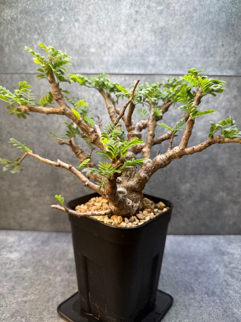 センナ　メリディオナリス　海外実生　発根済み　430