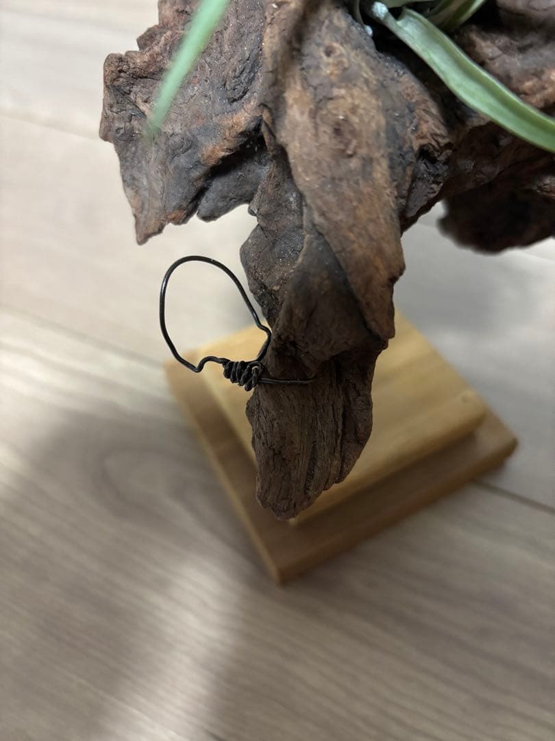 エアープランツ流木インテリア