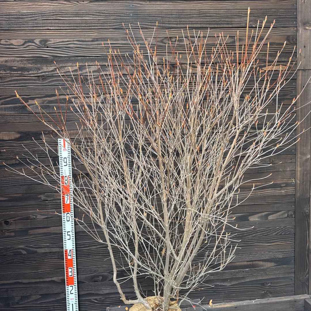 シロヤシオツツジ/大株/良形株【現品発送】管理70817