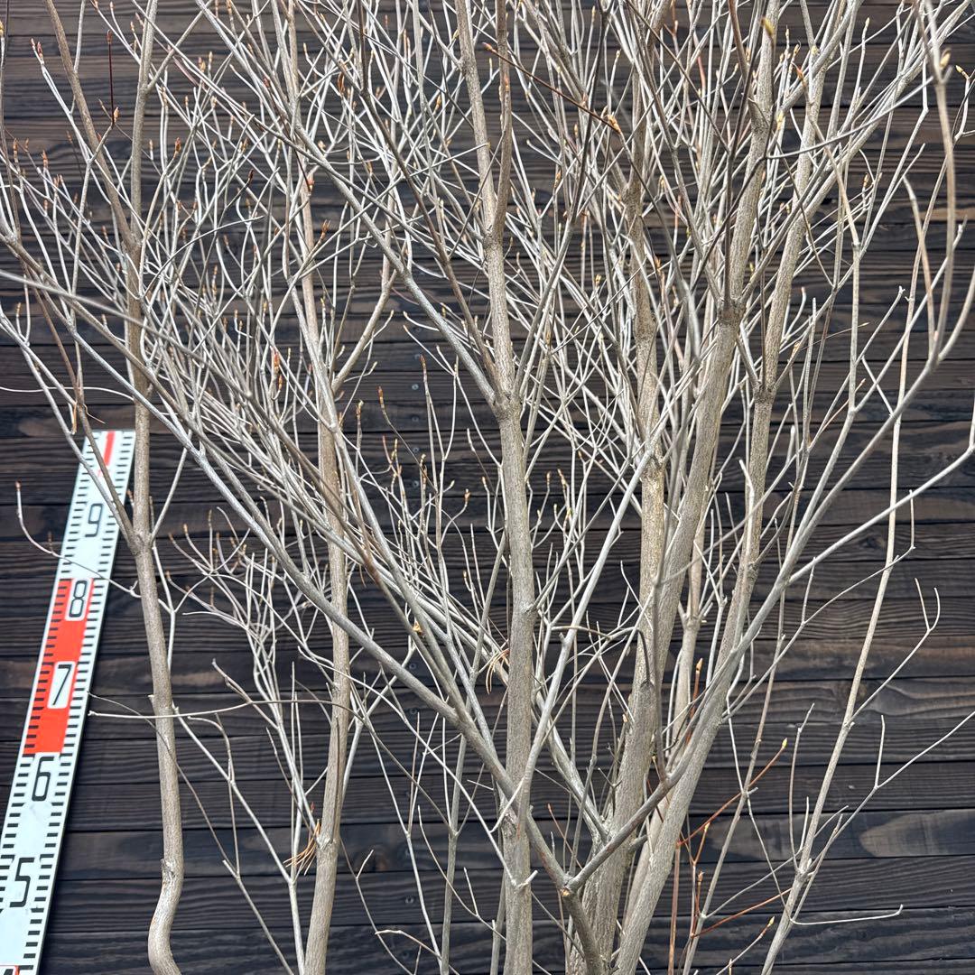 シロヤシオツツジ/大株/良形株【現品発送】管理70817