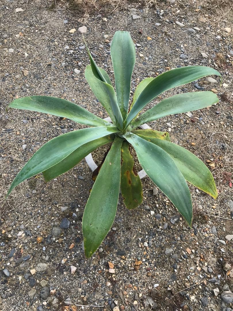 アガベ アテナータ ボーチンブルー　　大株