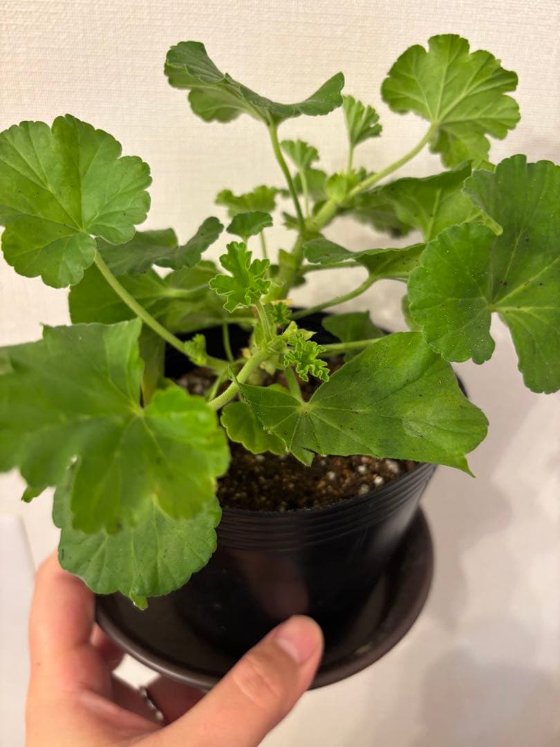 日本初ゼラニウム　希少品種ゼラニウム