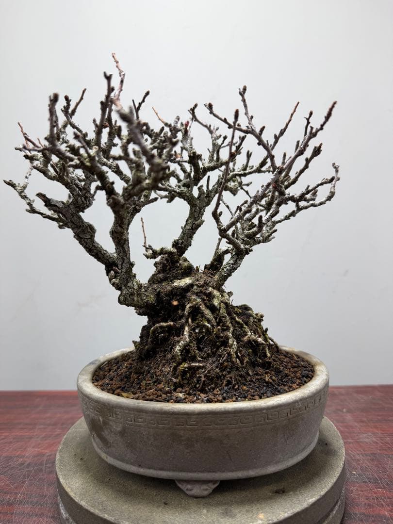 【ガチ盆栽】長寿梅　赤花　激古なり小サイズ　希少な一品