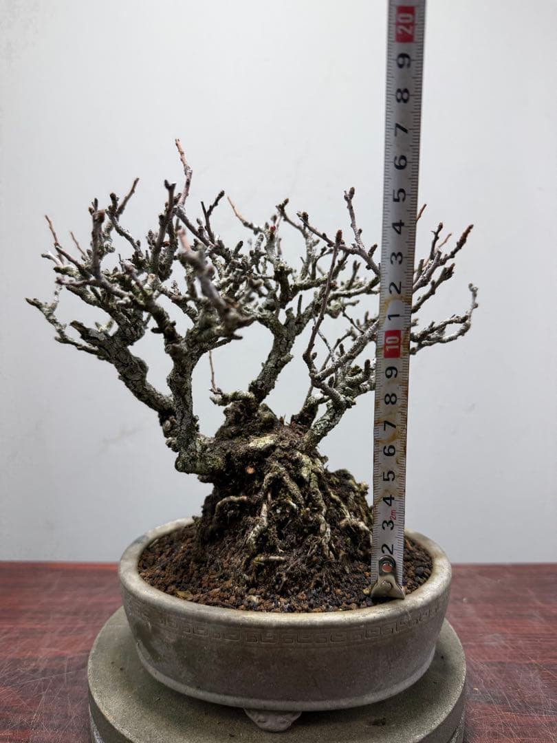 【ガチ盆栽】長寿梅　赤花　激古なり小サイズ　希少な一品
