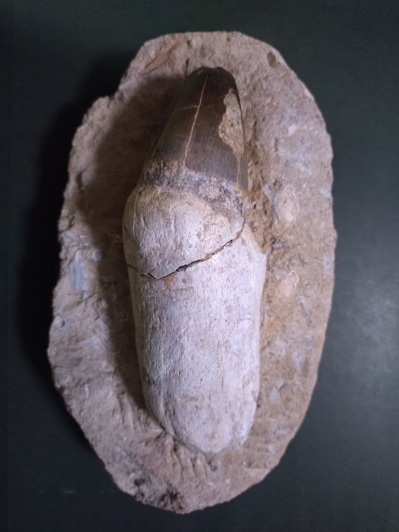 【特大プログナソドン】モササウルスの歯14cmオーバー1.8kg歯根岩盤付