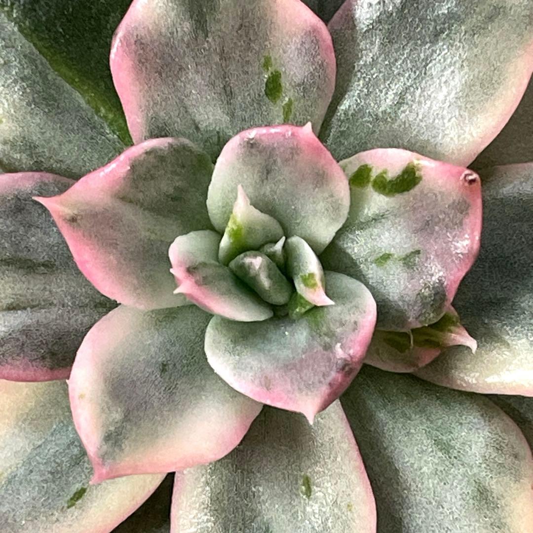 インドネシアから直輸入！　高中品種！　超美苗　ブラックピンクプリンス錦　速達付