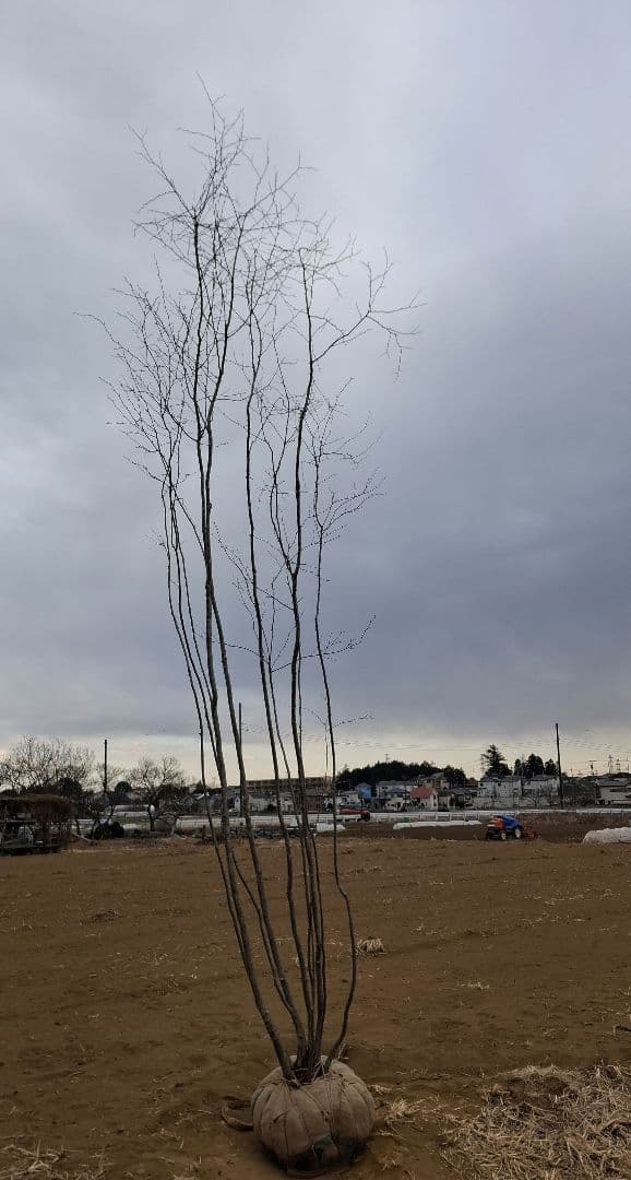 アオハダ 山彩り ――アオダモ 雑木 モミジ カエデ 株立 ――