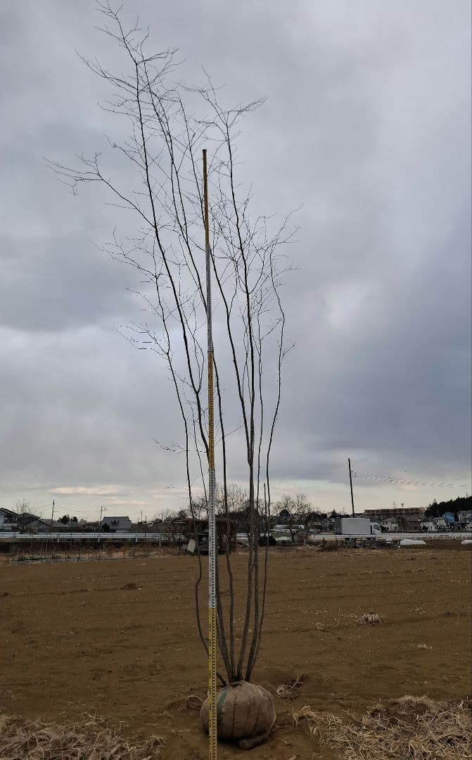 アオハダ 山彩り ――アオダモ 雑木 モミジ カエデ 株立 ――