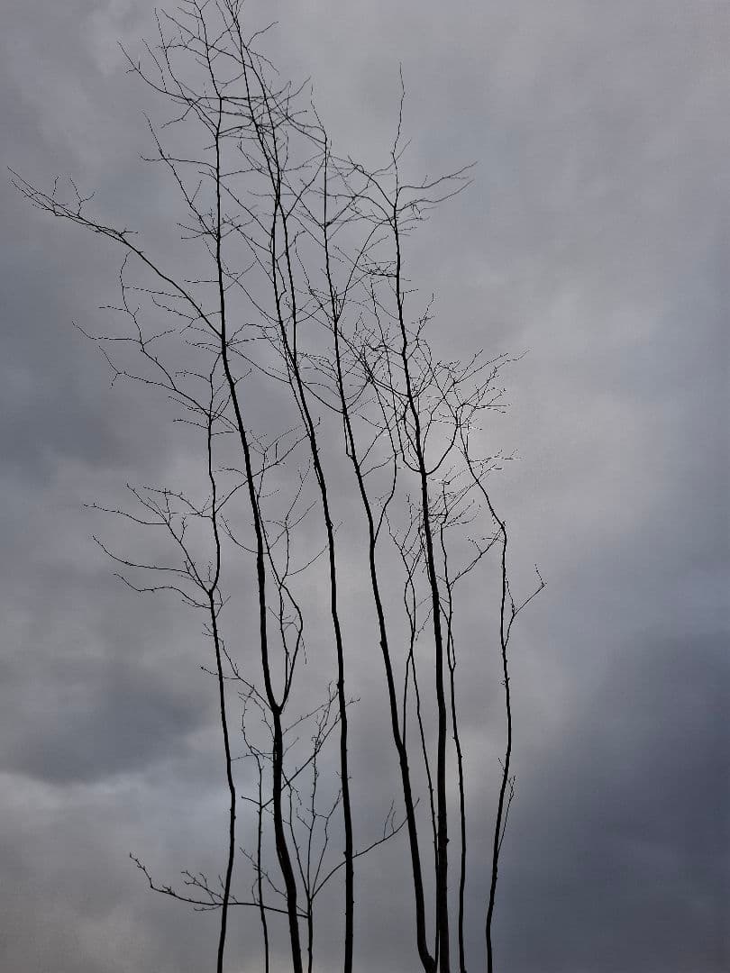 アオハダ 山彩り ――アオダモ 雑木 モミジ カエデ 株立 ――