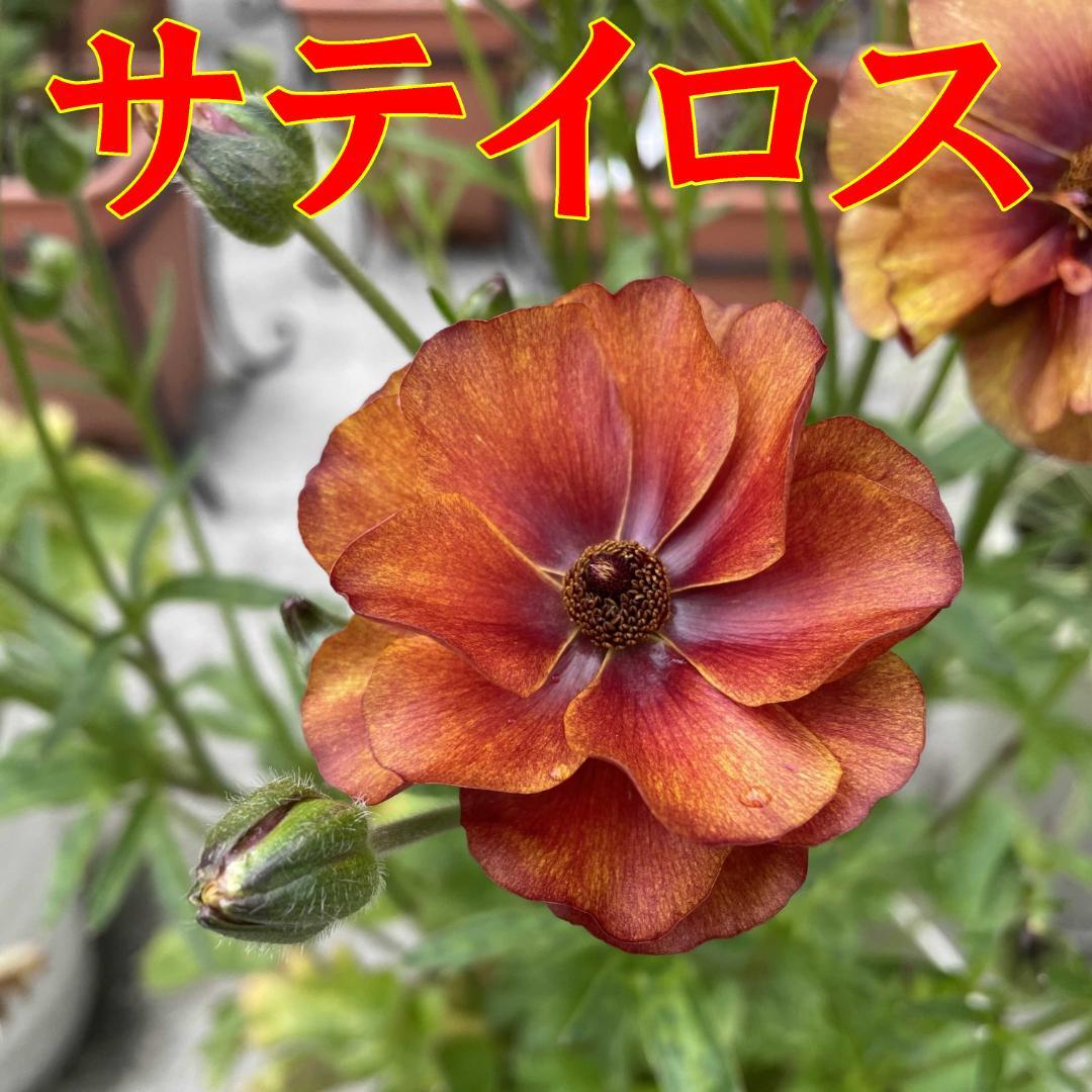 早い者勝ち　ラナンキュラス　ラックス　全6種類　　5号　　大苗