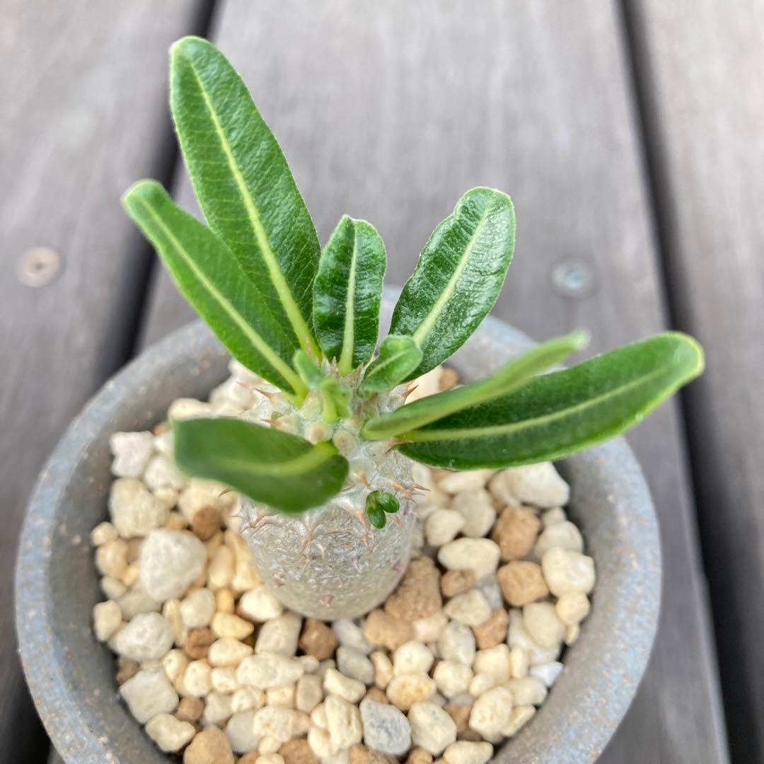 パキポディウム タッキー