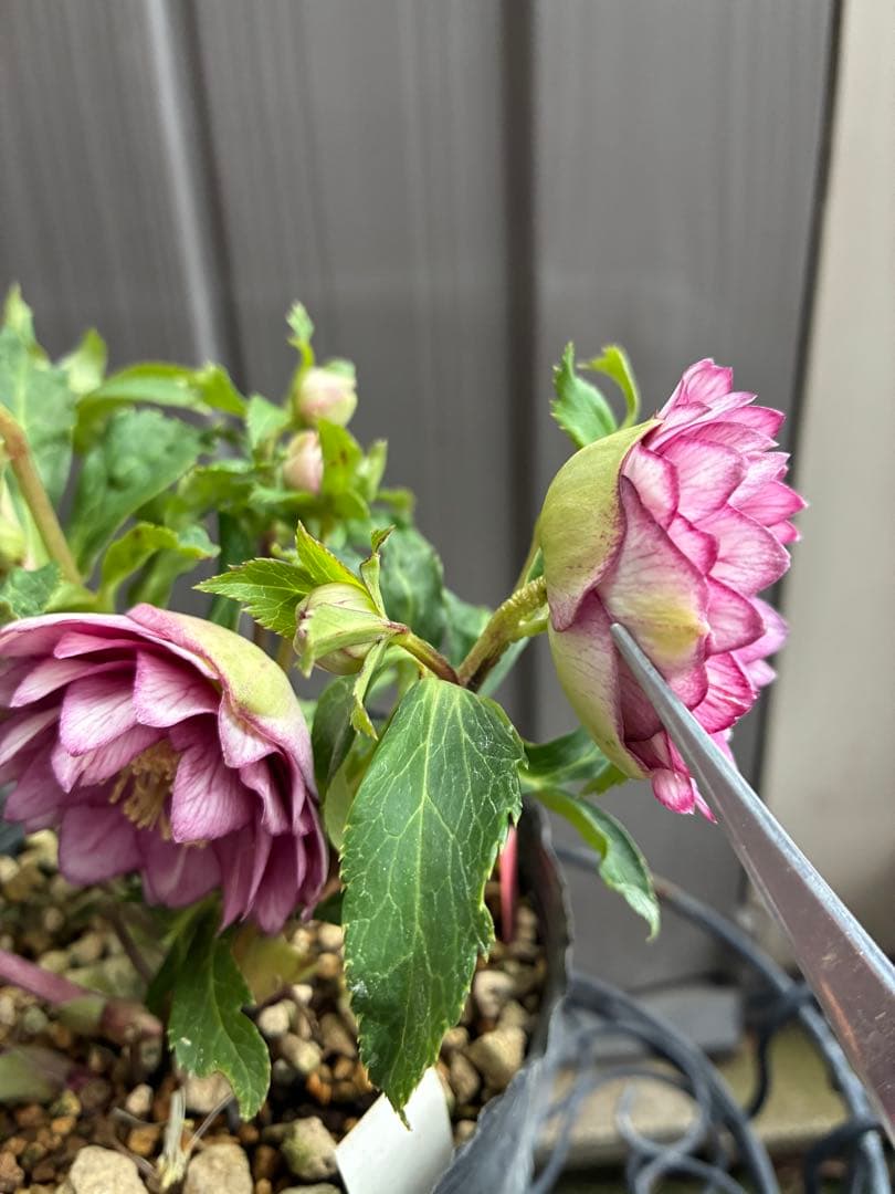 ♡大充実株♡ DDピンクリバーシカップ咲き多花