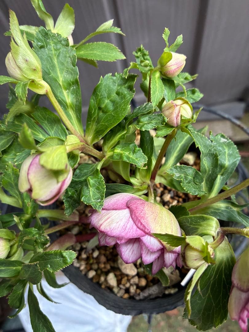 ♡大充実株♡ DDピンクリバーシカップ咲き多花