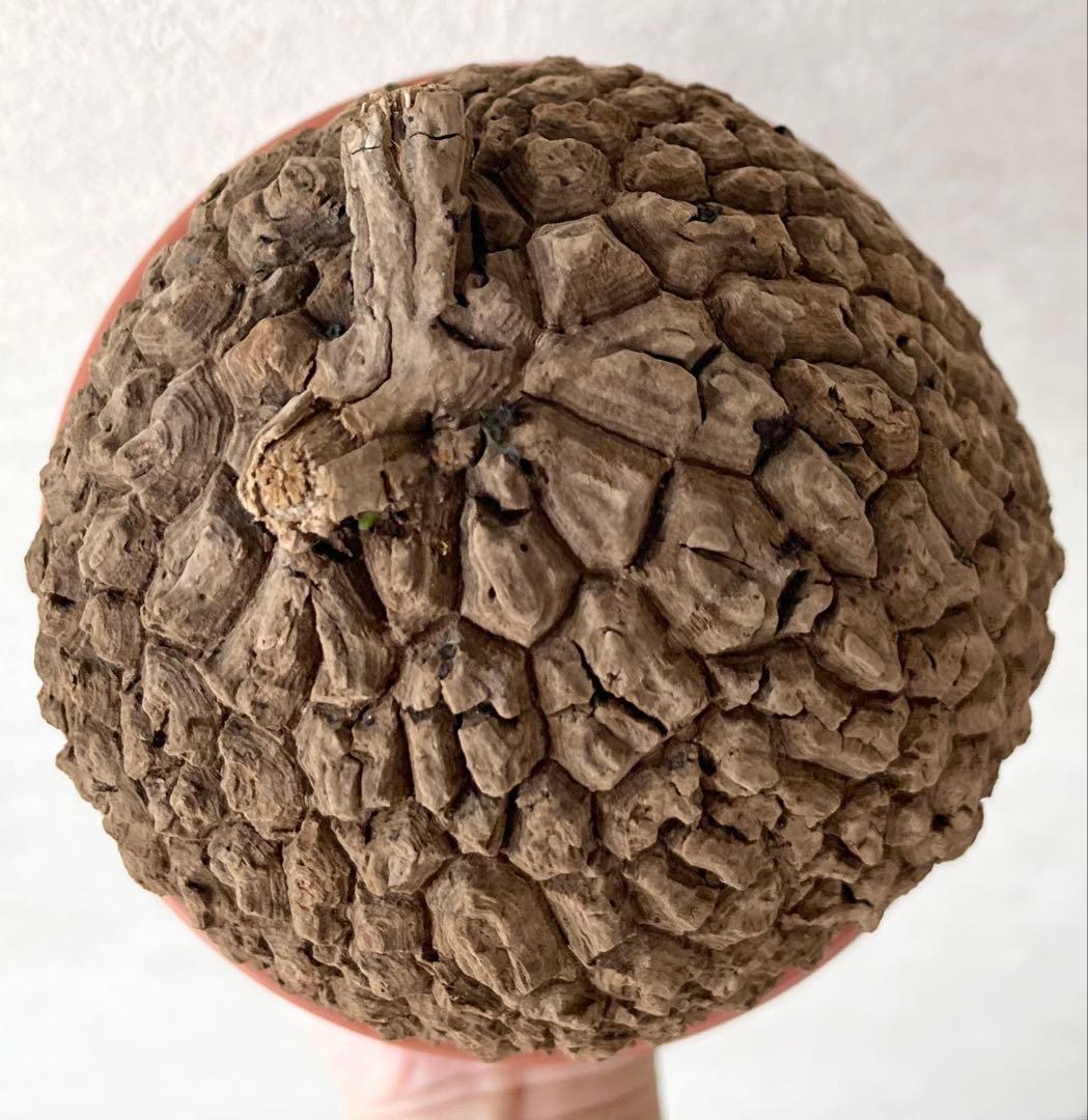 【極美/超大株/塊根植物】ステファニア スベローサ 超大株 鉢植え