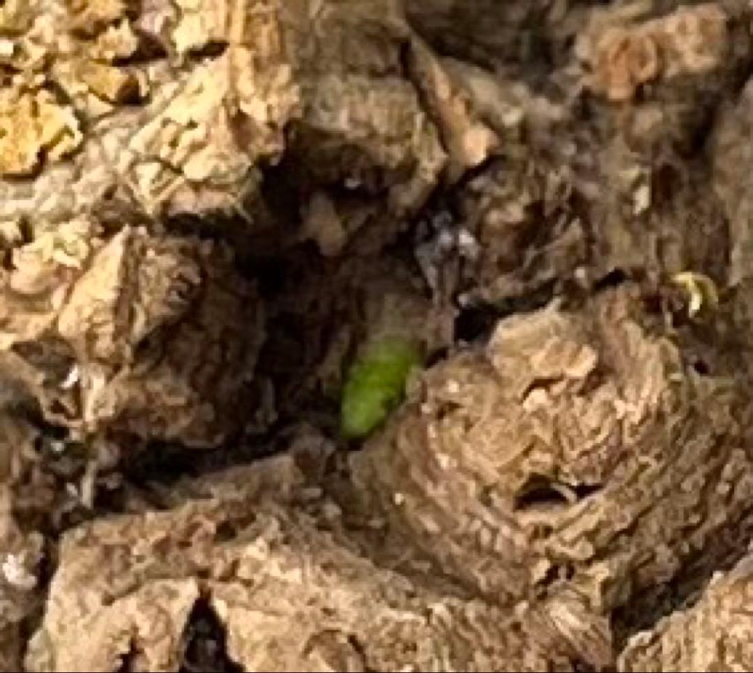 【極美/超大株/塊根植物】ステファニア スベローサ 超大株 鉢植え