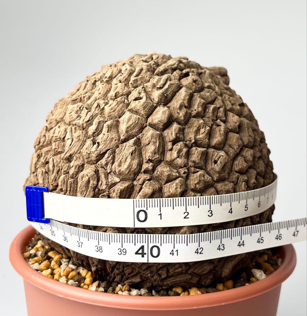 【極美/超大株/塊根植物】ステファニア スベローサ 超大株 鉢植え