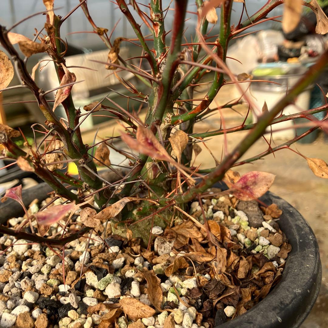 HIROフォークイエリア ファシクラータ