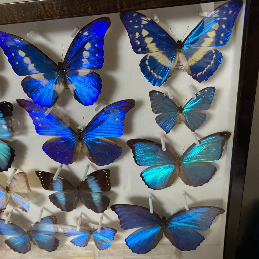 ギラギラモルフォ達