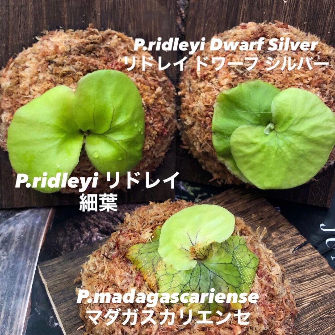 ビカクシダ リドレイ シルベリー マダガスカリエンセ 3株セット 板付け MRD