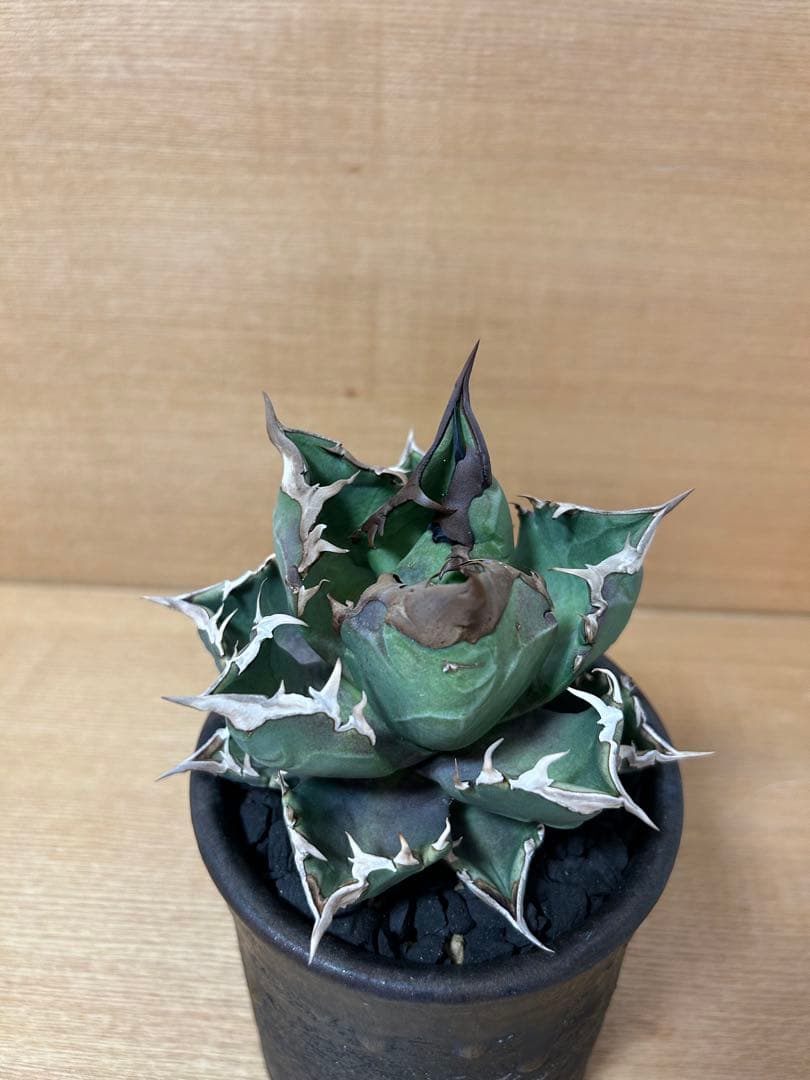 SALE中　アガベチタノタ　ホワイトファイヤーOC株　オテロイ実生　ウリエル実生