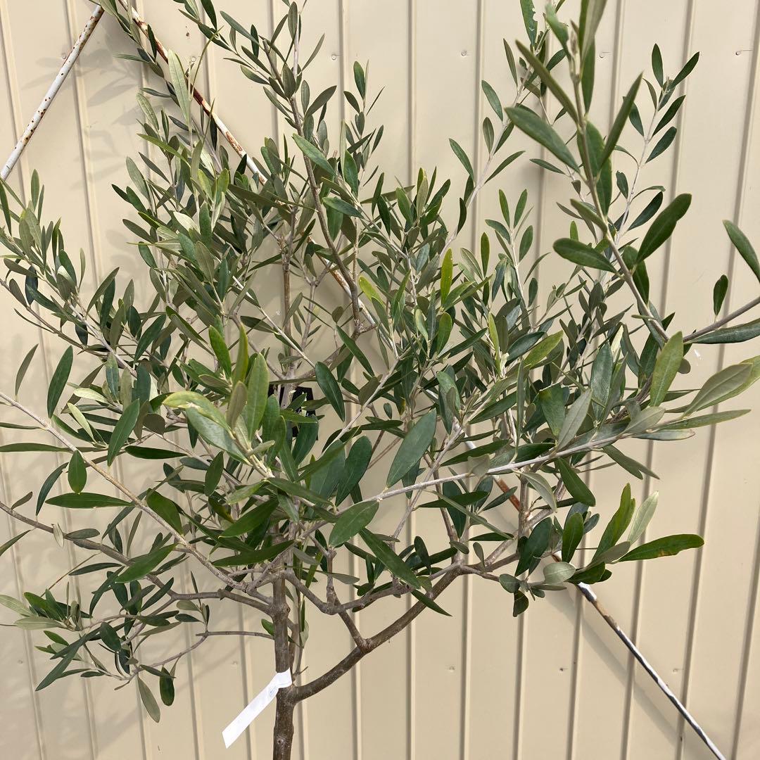 常緑樹　オリーブ　マンザニロ