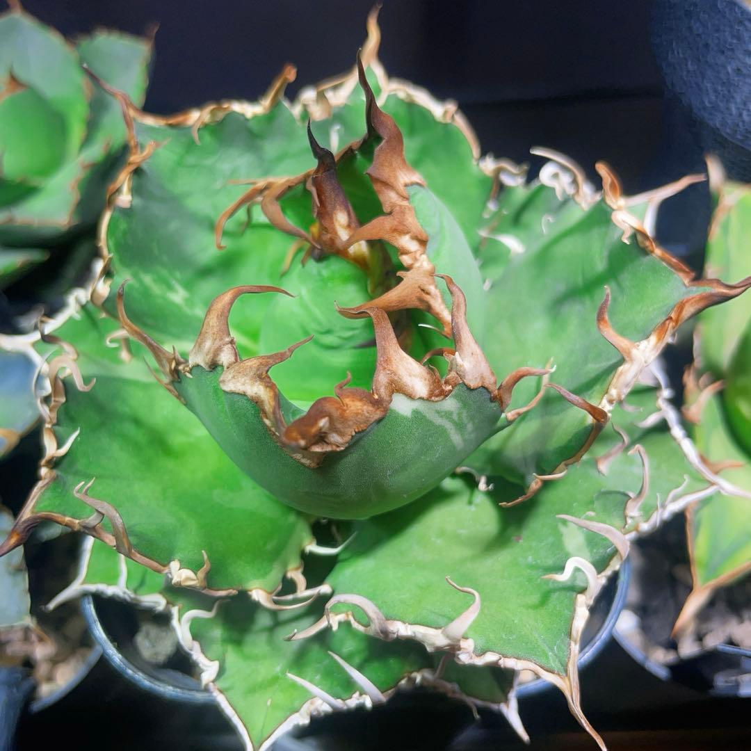 選抜株　特選　アガベ チタノタ \"凱撒錦\" シーザー錦 \"異斑\" 極上美株　親株