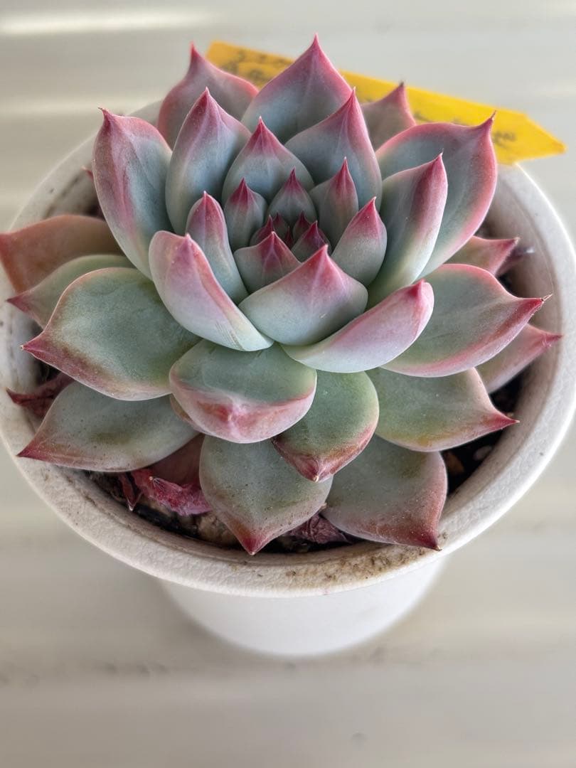 札付き 中里リンゼアナ