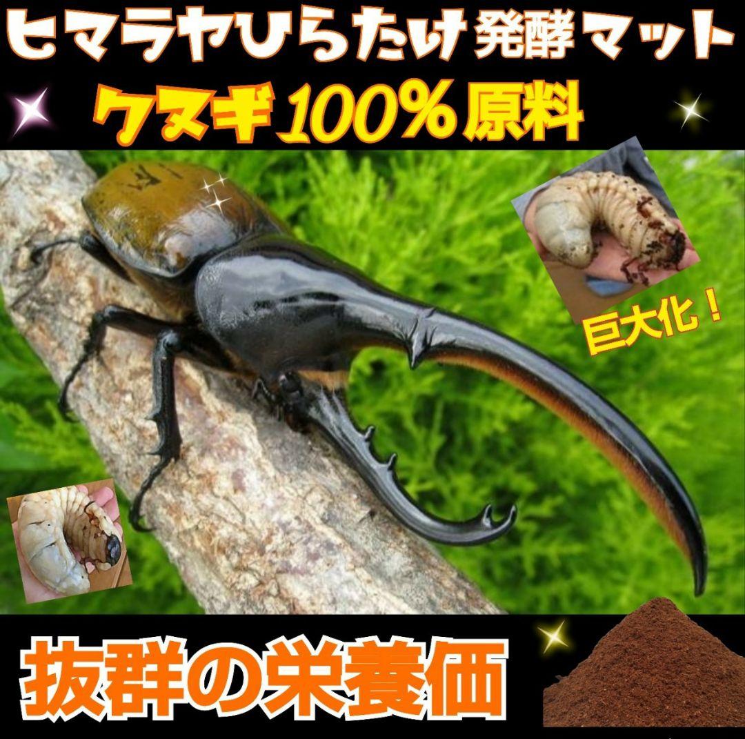 80リットル☆ヒマラヤひらたけ発酵カブトムシマット　幼虫が巨大化します！栄養抜群