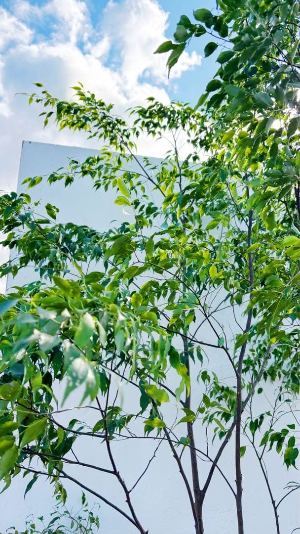 特大。山採りハイノキ株立ち3.1M(鉢底から)