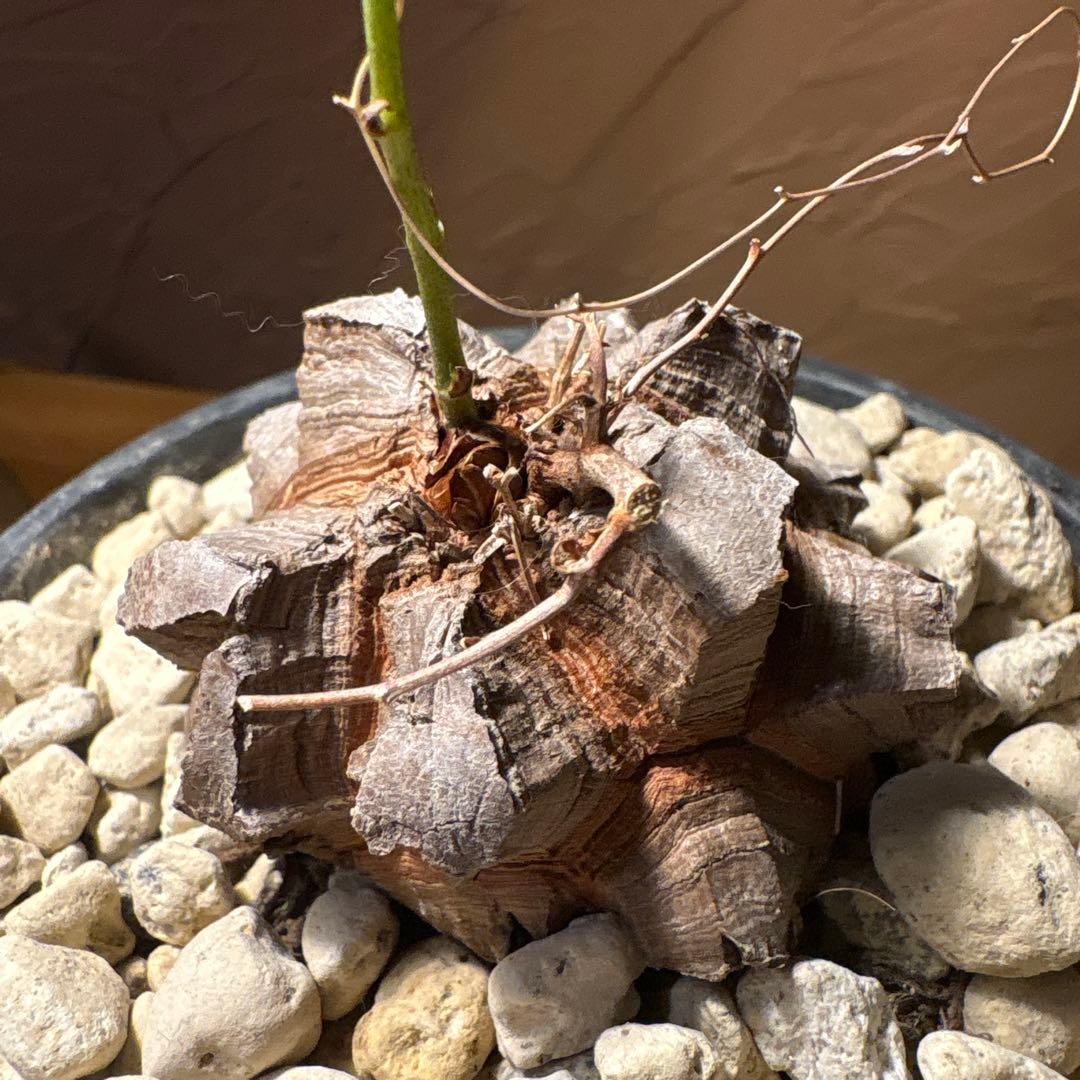 たく おまとめ4株 亀甲竜