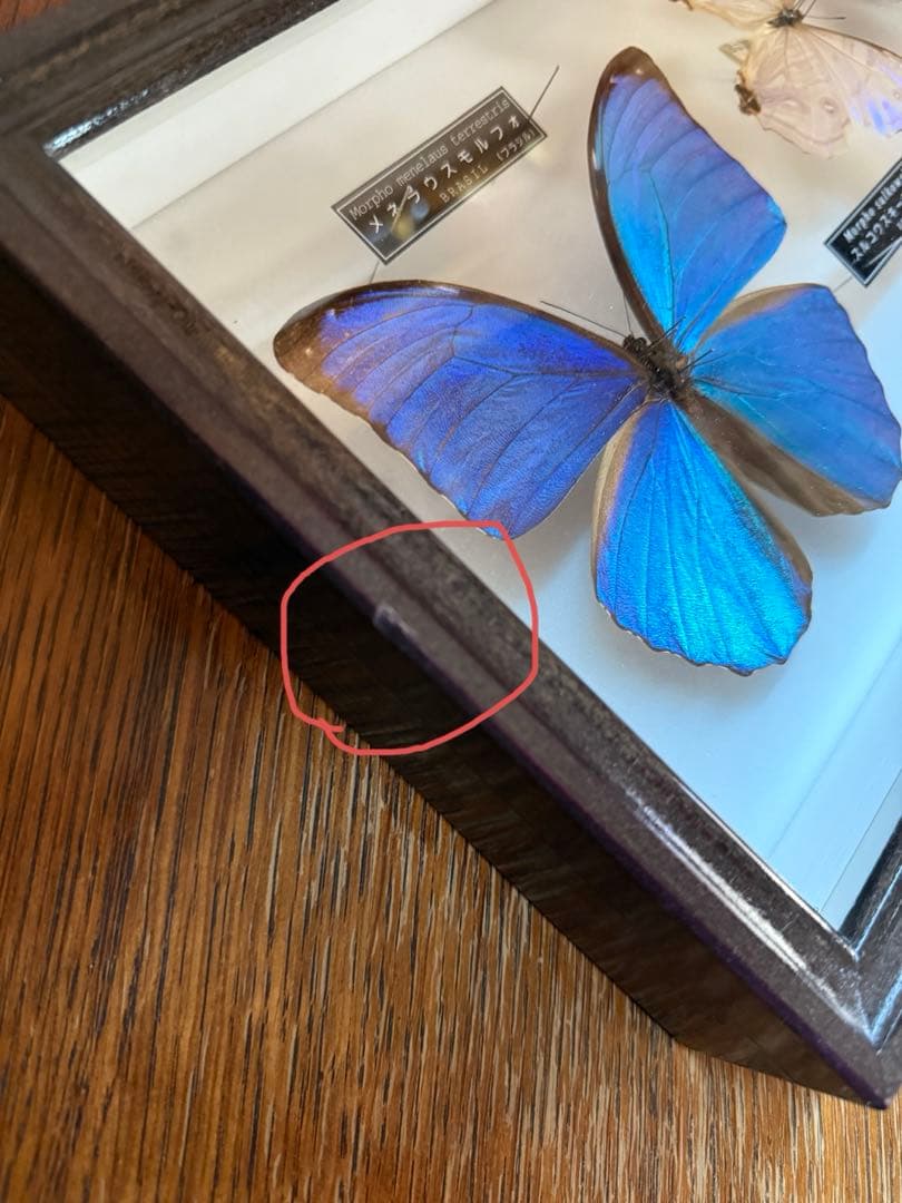 名和昆虫博物館　蝶の標本　5種類